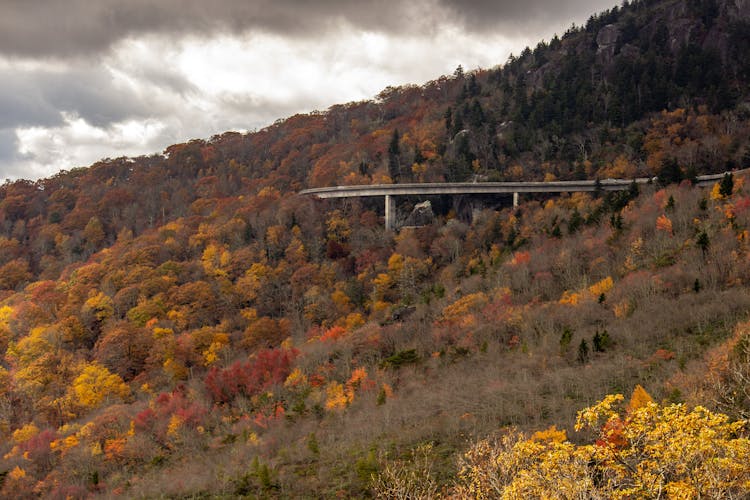 Green And Yellow Trees Near Gray Concrete Bridge Under Gloomy Sky