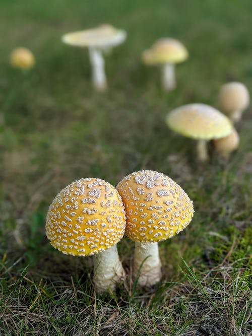 Close-Up Photo of Two Yellow Mushrooms