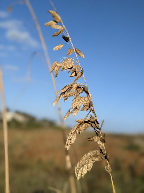 Free stock photo of shore plant