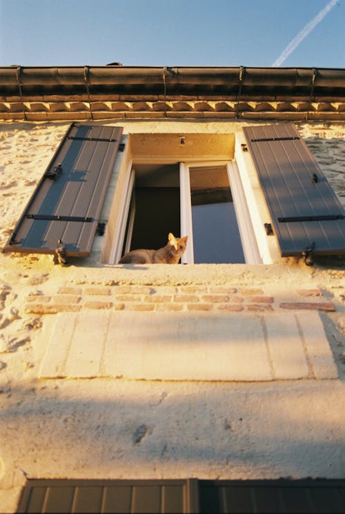 Brown Cat on Glass window