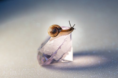 Free Close Up Shot of a Snail Stock Photo