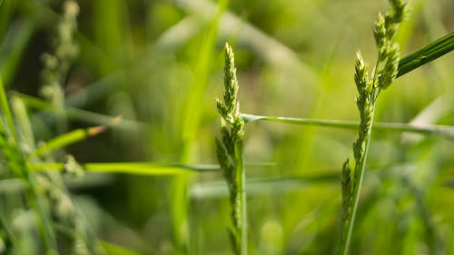Free Close Up Photography Green Grass during Daytime Stock Photo