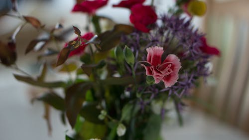插花, 花, 葉子 的 免费素材图片