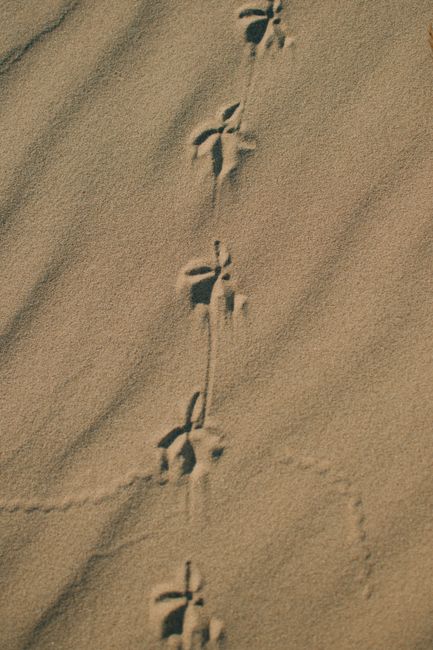 Close-up of animal footprints in the sand showing traces of movement in nature.