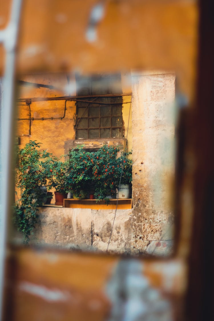 Flowers On Wall Behind Hole