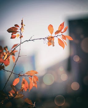 秋叶沐浴在阳光下，背景呈现出梦幻般的散景效果