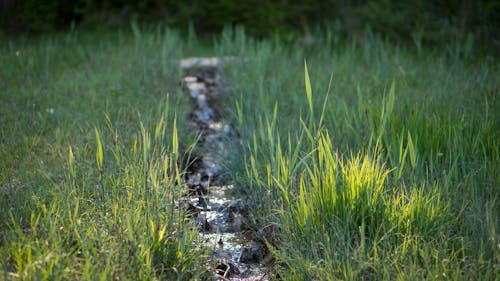 天性, 流, 湿地 的 免费素材图片