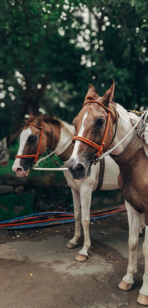 Free Two beautifully bridled horses standing outdoors, perfect for rural and animal-themed projects. Stock Photo