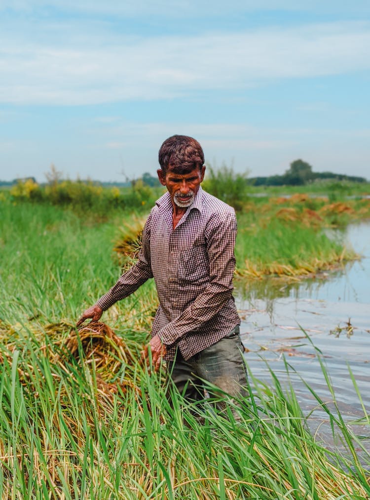 Old Man In Dirty Plaid Shirt Standing In Water In High Green Grass