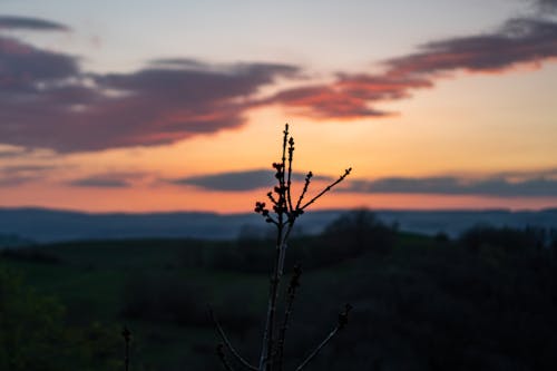 Free stock photo of branch, bud, buds