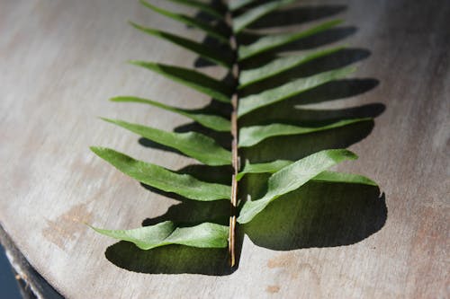 Close-Up Photo of a Fern with Green Leaves