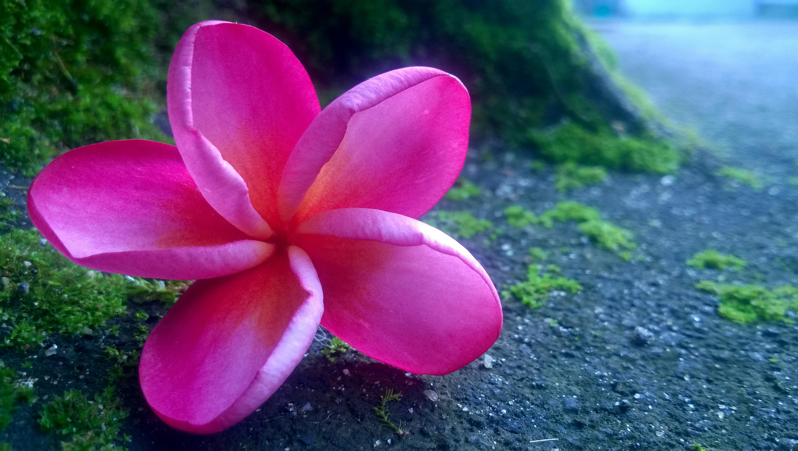 Free stock photo of attractive, beautiful flowers, flower