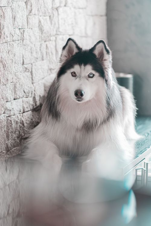 Free Graceful Alaskan Malamute sitting indoors, captured in soft light. Stock Photo