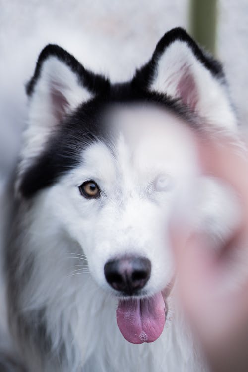 Close up of Husky Dog