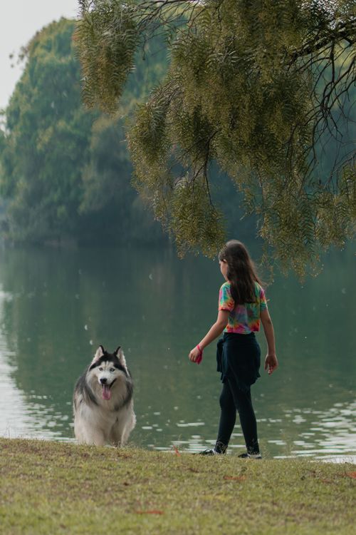 Free A woman walks her Siberian Husky by a lake surrounded by lush greenery. Perfect serene outdoor setting. Stock Photo