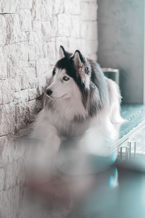 Free A Siberian Husky with blue eyes relaxing indoors by a brick wall. Stock Photo