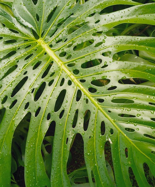 Green Wet Leaf in Close Up Photography