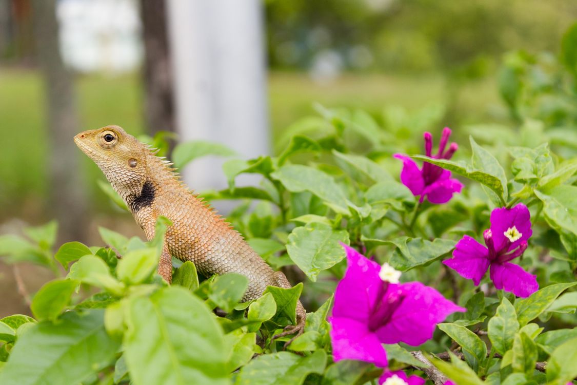 Lizard Witho Roses Brown Lizard on Plant · Free Stock Photo