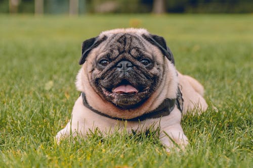 Free A Dog Sitting on the Grass Stock Photo