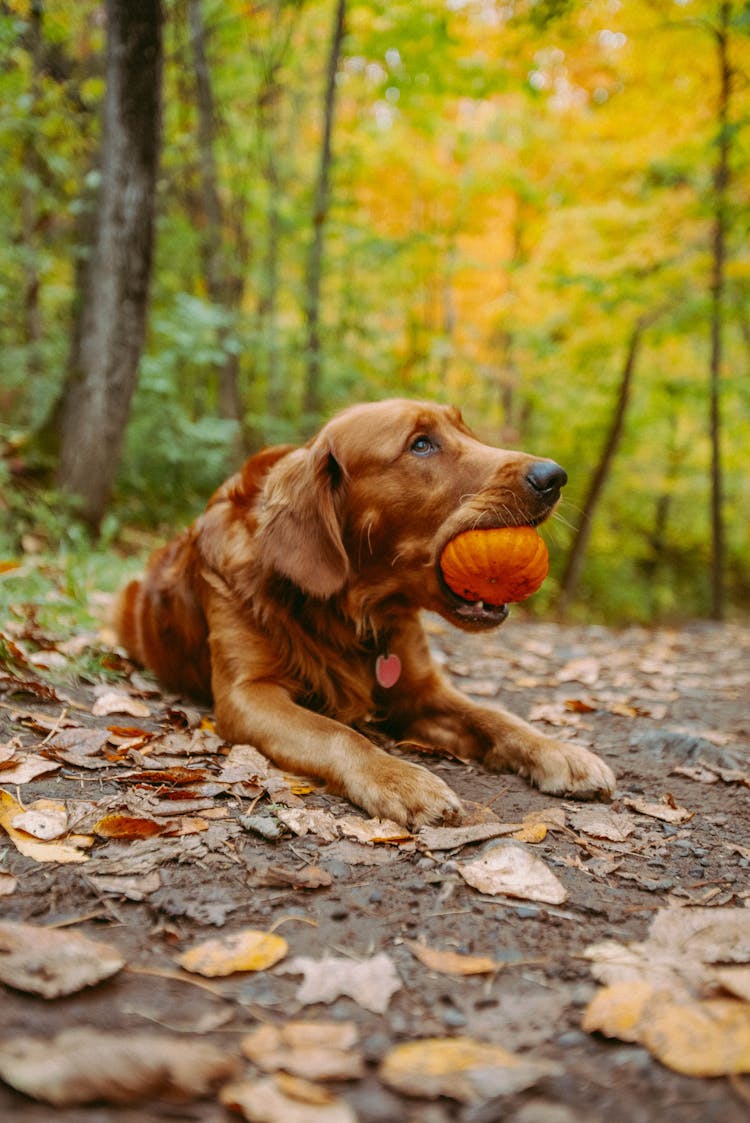 Brown Dog Lying On The Ground While Biting A Pumpkin