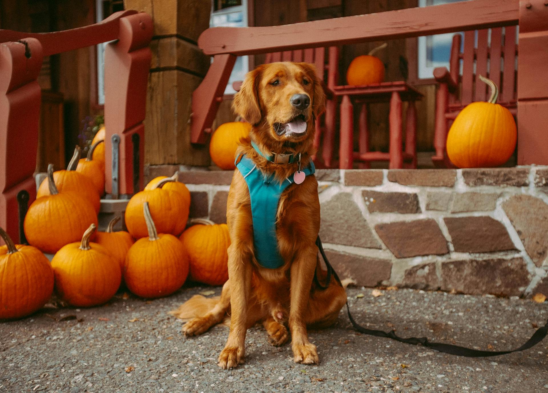 A Dog Sitting Near the Pumpkins