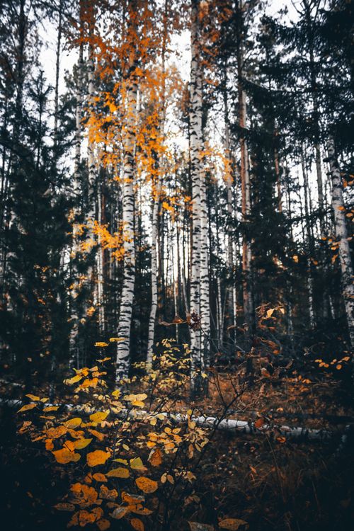 Free Explore the serene beauty of an autumn forest featuring birch trees and golden foliage. Stock Photo