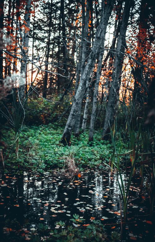 Free A tranquil forest scene in autumn with a reflective pond and towering trees. Stock Photo