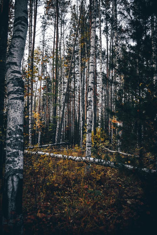 Δωρεάν στοκ φωτογραφιών με δασικός, δέντρα, κατακόρυφη λήψη Φωτογραφία από στοκ φωτογραφιών
