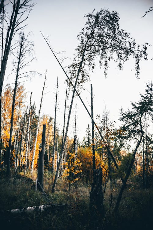 Foto profissional grátis de árvores, campo, céu azul claro