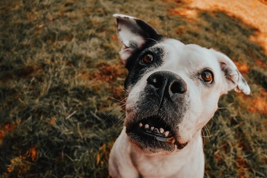 A Dog Looking Up 