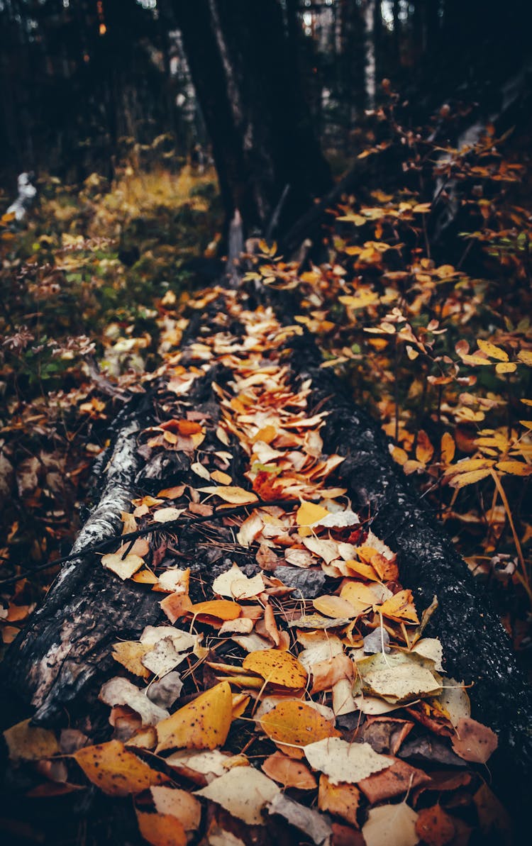 Fallen Autumn Leaves In Crook Of Tree Trunk