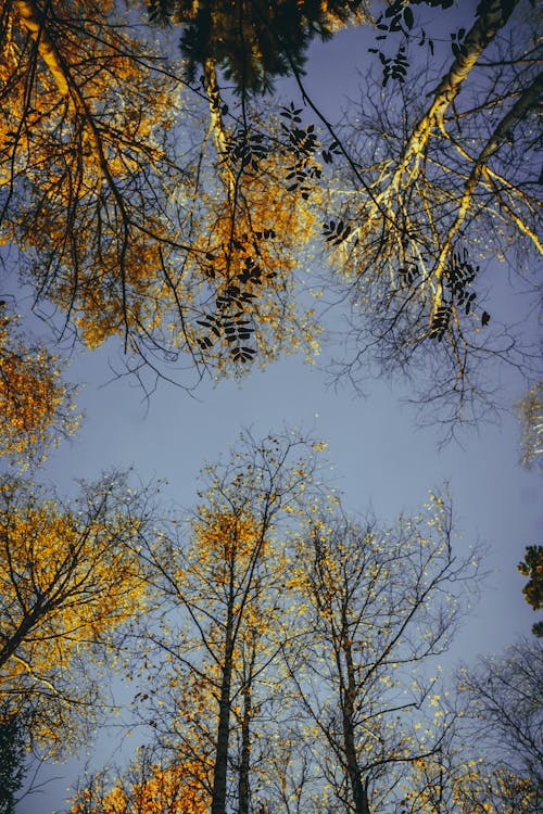 Kostenloses Stock Foto zu bäume, herbst, low-angle-shot