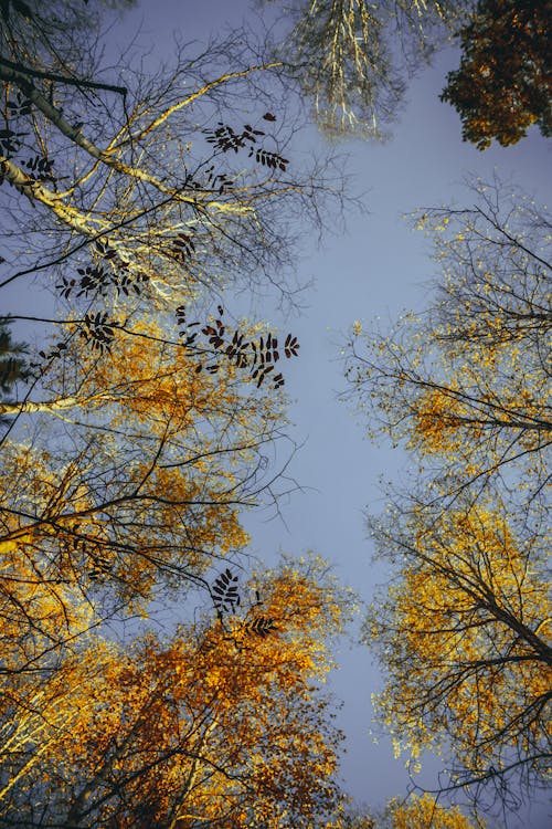 Kostenloses Stock Foto zu bäume, herbst, low-angle-shot