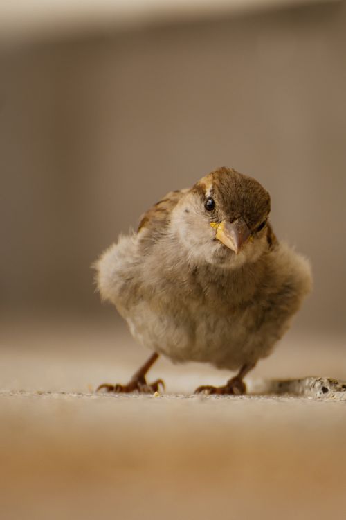 Free Close-up of a cute house sparrow, perfect for wildlife and ornithology themes. Stock Photo