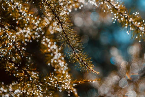 Glistening Coniferous Tree Leaves