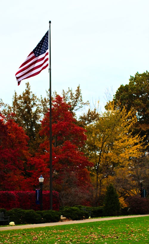 Photos gratuites de arbres, automne, drapeau