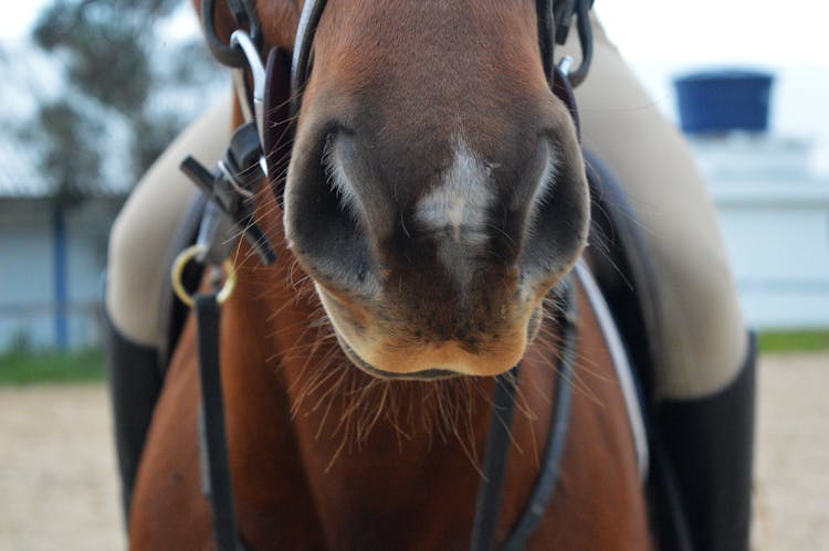 Close Up Of Horse Nose