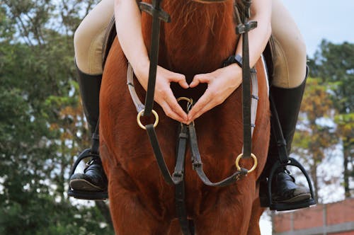 Foto stok gratis binatang, menunggang kuda, merapatkan