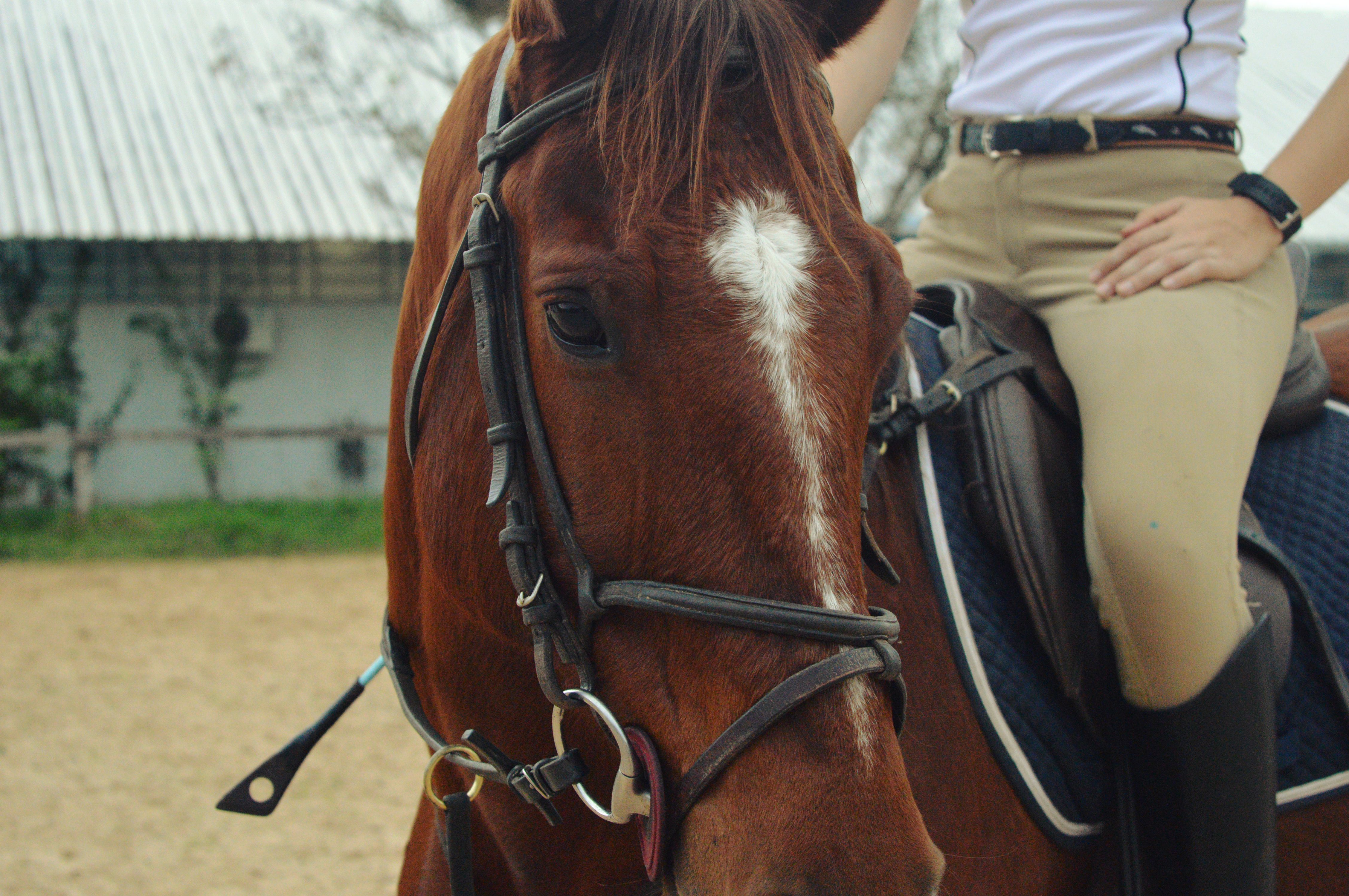Horse Rider Photos, Download The BEST Free Horse Rider Stock Photos ...