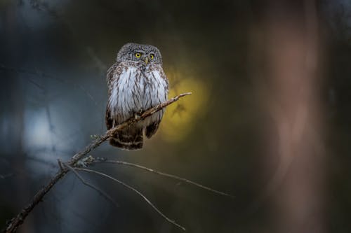 Selective Focus Photo of a Eurasian Pygmy Owl Perched on a Branch