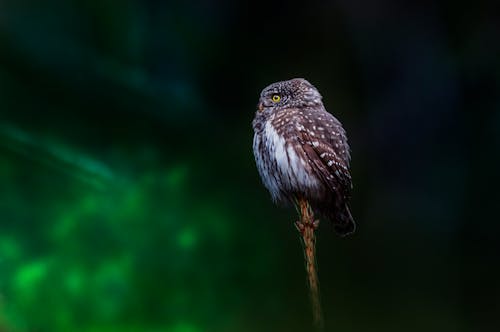 Close-Up Photo of a Eurasian Pygmy Owl