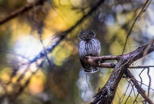 A Eurasian Pygmy Owl 