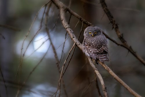 Brown Eurasian Pygmy Owl Perched on a Branch of a Tree