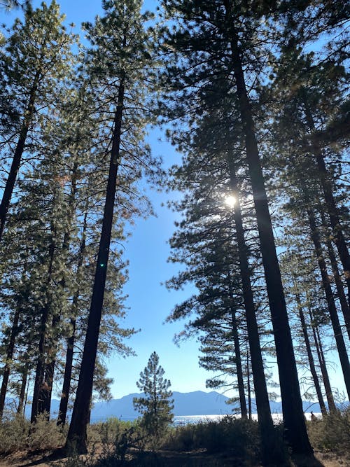Free stock photo of forrest, tahoe, tall trees Stock Photo