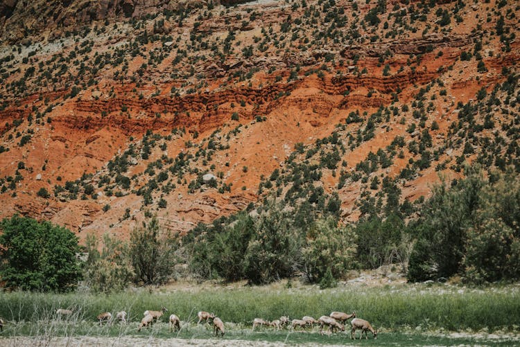 Herd Of Deer Near Hill