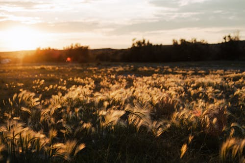 Immagine gratuita di agricoltura, campo, luce del sole