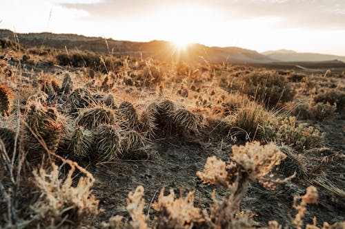 Sunlight on the Mountains Near Bush Land