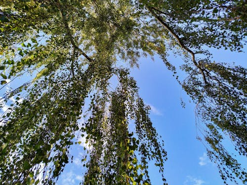 Gratuit Imagine de stoc gratuită din arbori, cer, crengi de copac Fotografie de stoc