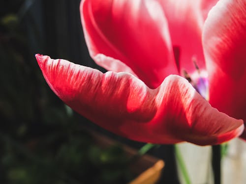 Pink Tulip in Bloom