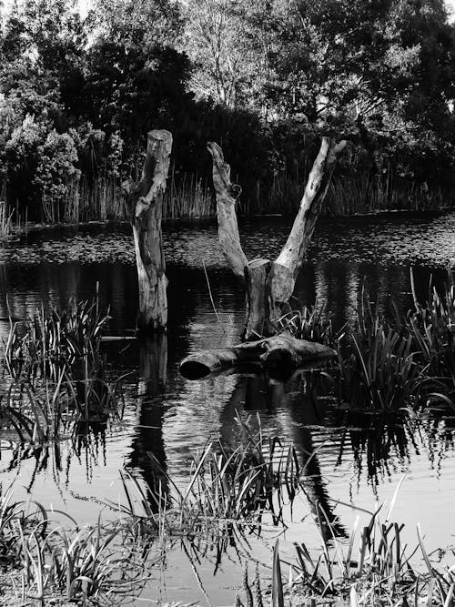 A Grayscale Photo of a Lake and Trees